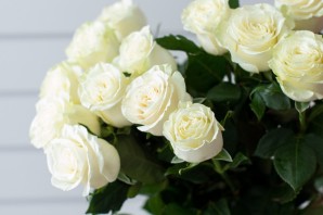 Белые розы на рабочий стол телефона