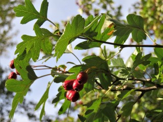 Дерево с красными маленькими плодами