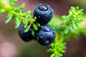 Черная длинная ягода