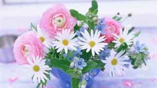 Цветы для женщины красивые ромашки