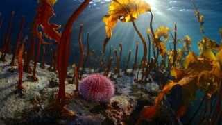 Подводные травы