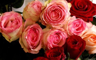 Роза эквадор микс