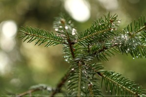 Елка с маленькими иголками