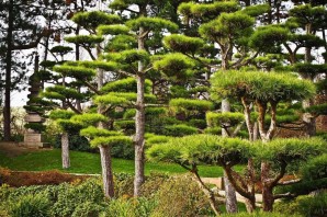 Хвойные деревья в японии