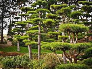 Хвойные деревья в японии