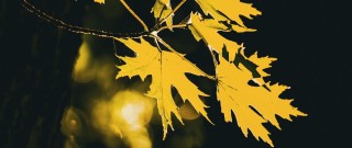 Форма основания клена