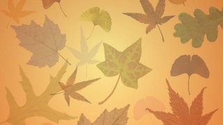 Листья на картоне