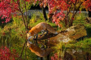 Осенний пейзаж с животными