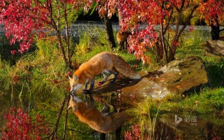 Осенний пейзаж с животными