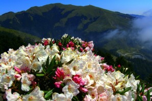 Букеты цветов в горах