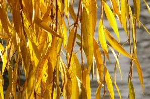 Золотые листья ивы