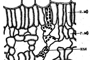 Срез листа сциофита