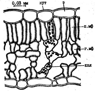 Срез листа сциофита