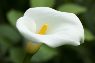 Цветок белый с желтой серединой