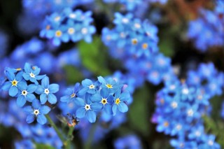 Синие маленькие цветочки весной
