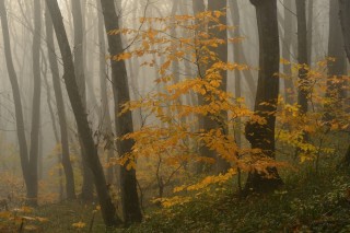 Утро осень туман