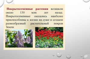 Многолетние покрытосеменные растения примеры