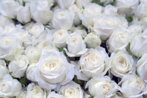 Прекрасные белые розы