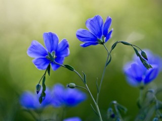 Синий цветок полевой