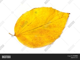 Осенний лист яблони