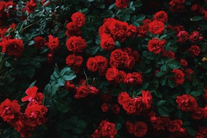 Красная роза с пестрыми штрихами