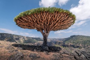 Самое редкое дерево