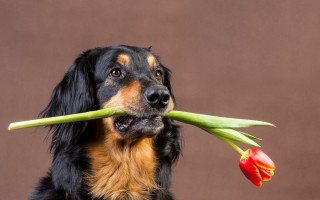 Собачка с цветком в зубах