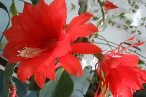 Домашний цветок с красными цветами