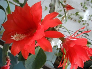 Домашний цветок с красными цветами