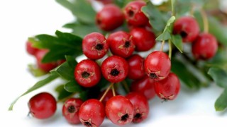 Дулана ягода