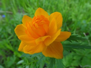 Цветковые растения жарки