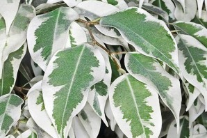 Дерево с бело зелеными листьями