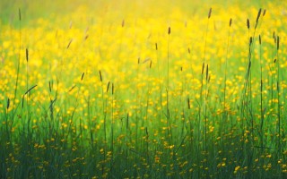 Желто зеленая трава