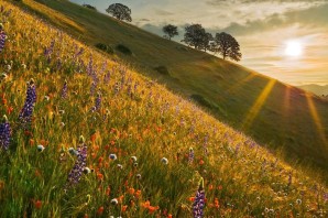 Цветущие луга осенью