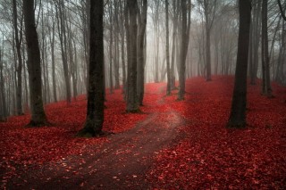 Багровая осень