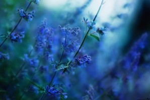 Трава с синими цветами
