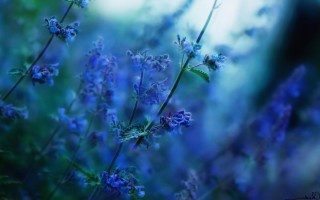 Трава с синими цветами