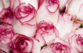 Роза белая с розовым краем