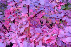 Лиловый цвет дерева осенью