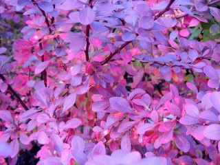 Лиловый цвет дерева осенью