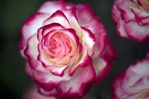 Розовые розы с белыми прожилками