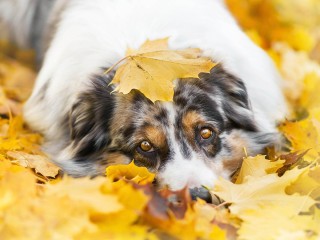 Собака в листьях