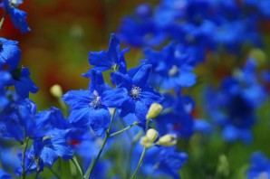 Ярко синий полевой цветок