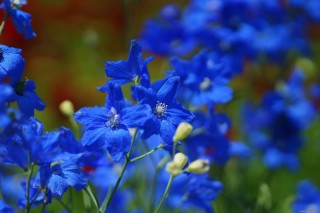 Ярко синий полевой цветок