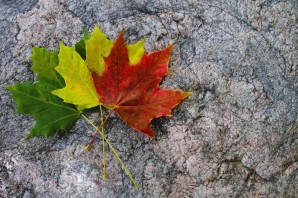 Кленовый лист летом и осенью