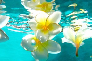 Красивые цветы на воде