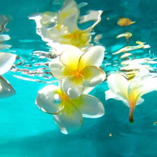 Красивые цветы на воде
