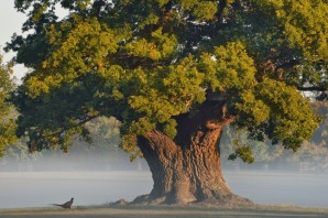 Самый большой дуб
