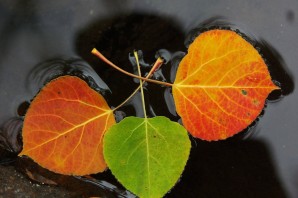 Осиновый лист осенью