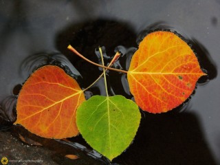 Осиновый лист осенью